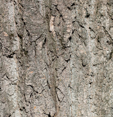 Tree bark as an abstract background