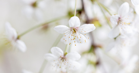 Fototapeta na wymiar White flowers on a fruit tree on nature