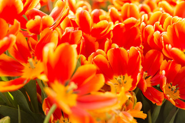 Red and yellow tulips fild. Spring background.