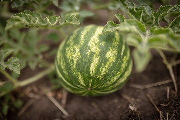 Watermelon grows on the ground