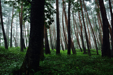 雨上がりの霞むアカマツ林