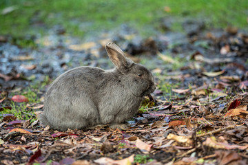 close up of a cute grey rabbit eating dry leaves on fallen leaves covered grass field in the park under the shade