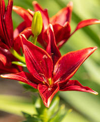 Red flower in the park.