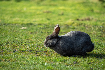 close up of a cute grey bunny resting on green grasses in the park on a sunny afternoon