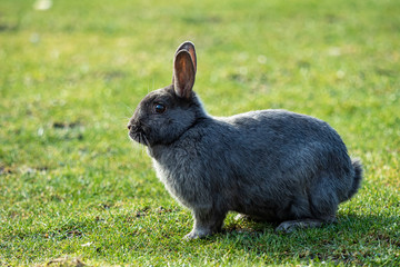 close up of a cute grey bunny sitting on green grasses in the park on a sunny afternoon