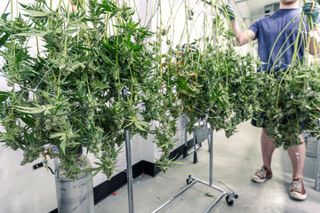 Cannabis Industry Worker Preparing Marijuana Plant Buds for Legal Distribution