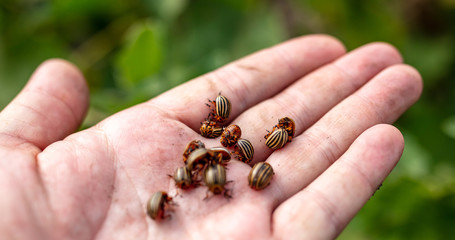 Colorado beetles in a hand on nature.