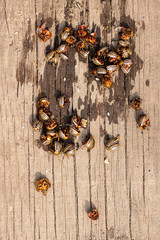Colorado beetles on a wooden board.
