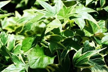 Hedera Helix leaves ivy green plants background