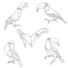Toucans, tropical birds toucans in different poses set on a white background, monochrome vector illustration