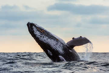  Humpback Whale