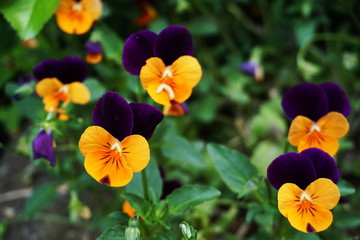 Beautiful colorful pansy blooming flowers glowth in the garden