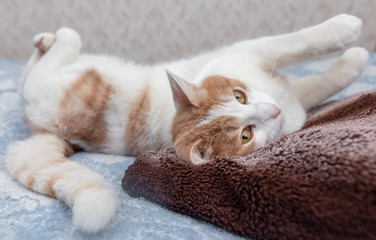 Obraz na płótnie Canvas White cat with red spots