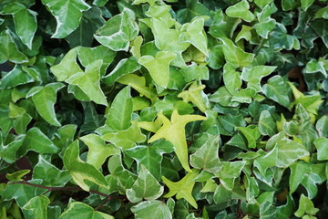 Hedera Helix leaves ivy green plants background