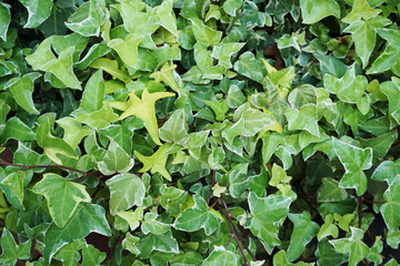 Hedera Helix leaves ivy green plants background
