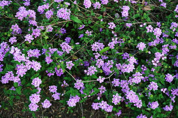 Small pink flower and green leaf Background