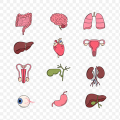 Illustration of Human Internal Organs Anatomy thin line set