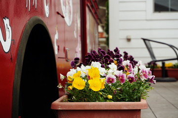 Flower pot Decoration on the front door of the house
