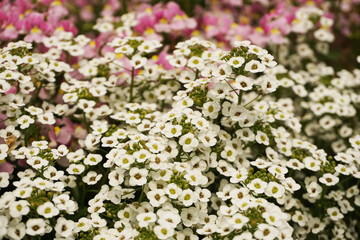 Sweet Alyssum White Flowers Background