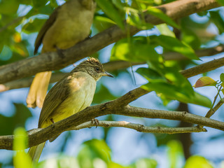 The Streak-eared Bulbul is a medium-sized, nondescript, brownish bird with slight streaking at its...