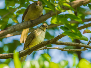 The Streak-eared Bulbul is a medium-sized, nondescript, brownish bird with slight streaking at its...