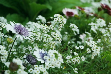 Sweet Alyssum White Flowers Background