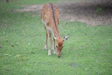 deer in the grass