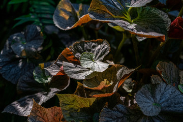 multicolor tropical leaves glow in the dark background. orange green yellow leaf.