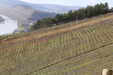 Frühling in den Weinbergen an der Mosel