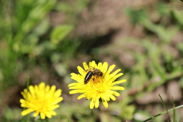a wasp removes nectar from a yellow spring dandelion