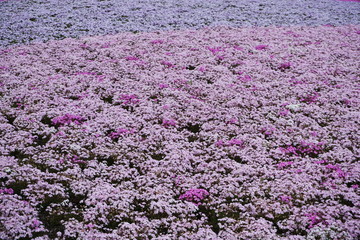 Blooming Shibazakura Pink Moss flower garden