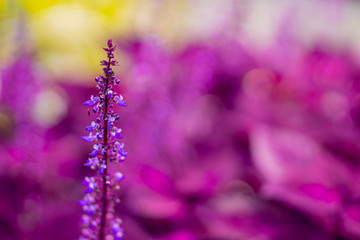 Soft Focus of Pink Lavender Flower in the Garden and Blurred by the Wind for Texture Background. Beautiful Lavender Flower Field. Growing and Blooming Lavender outdoors.