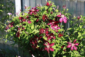 maroon clematis crawls along the fence and stretches up on a Sunny summer day