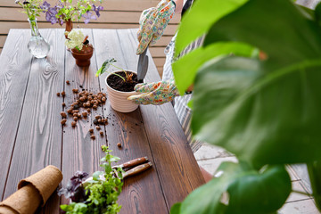 Closeup hands of Woman gardener transplanting Alocasia in cement pots on the wooden table. Concept of home garden. Flower and garden shop.