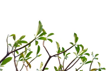 Tropical tree leaves on white isolated background for green foliage backdrop 