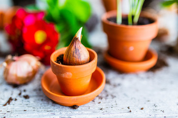 The first spring bulbs of flowers ready for planting.