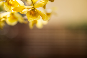 yellow flower on blur background