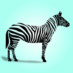 Fototapeta na wymiar Zebra illustration