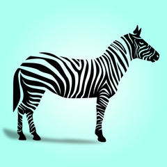Zebra illustration