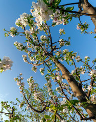 Beautiful cherry blossom in spring time over blue sky