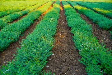 Fresh Green Chickpeas field , Chick peas also known as harbara or harbhara in hindi and Cicer is...