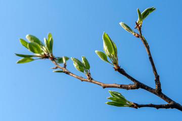 Beautiful cherry blossom in spring time over blue sky