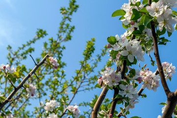 Beautiful cherry blossom in spring time over blue sky
