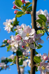 Beautiful cherry blossom in spring time over blue sky