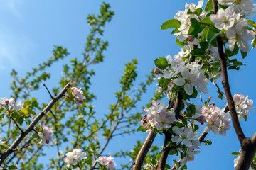 Beautiful cherry blossom in spring time over blue sky