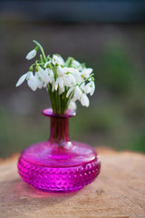 The first spring flowers of snowdrops (Galanthus nivalis) in a fuchsia vase on a hemp. Snowdrops, a sign of spring.