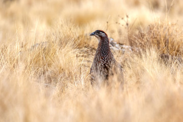 Bird Erckel's Francolin hiding in grass, Francolinus castaneicollisi , in Simien Mountains National Park, Ethiopia wildlife, Africa
