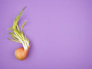 Sprouted from a bulb organic green onion on a purple background.