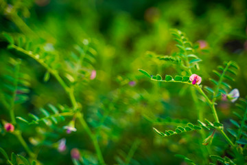 Fresh Green Chickpeas field , Chick peas also known as harbara or harbhara in hindi and Cicer is...
