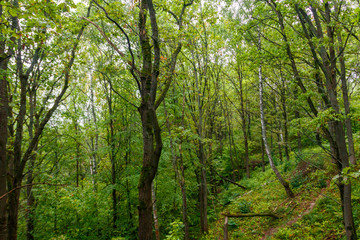 Fototapeta na wymiar View of a green forest at summer